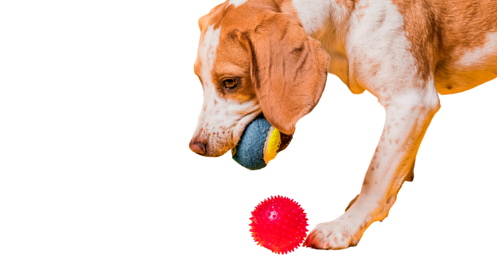 PET'S TOY