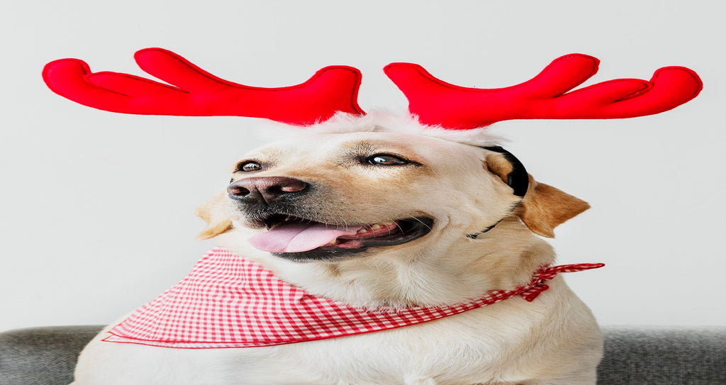 PET'S CHRISTMAS APPAREL